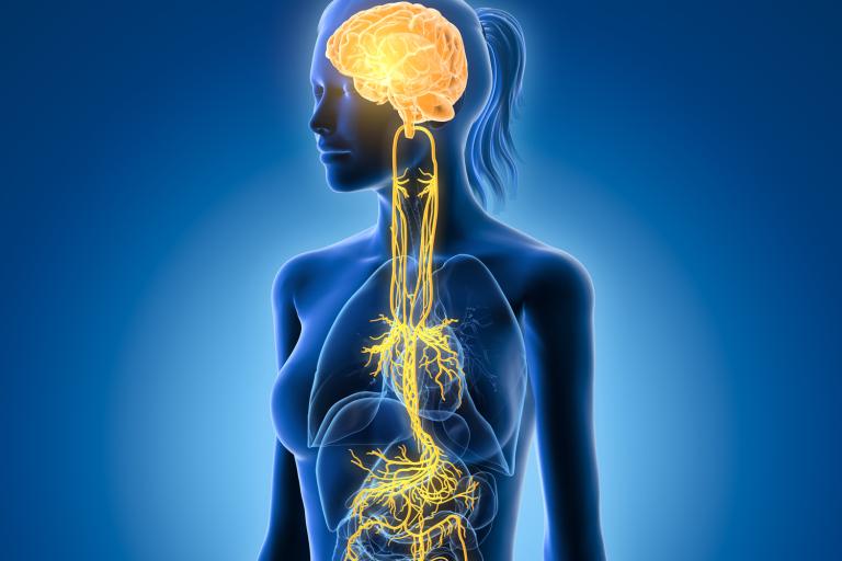 an illustration of the vagus nerve and associated organs